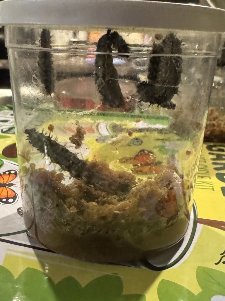 WOSE Butterfly Release 1