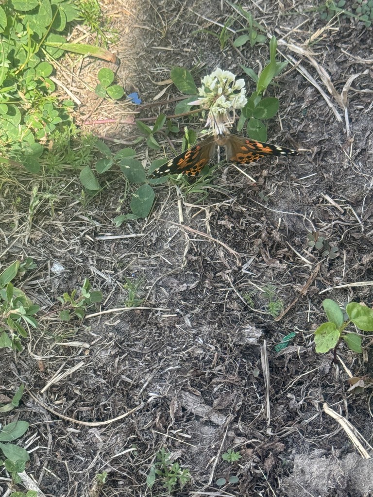 WOSE Butterfly Release 2