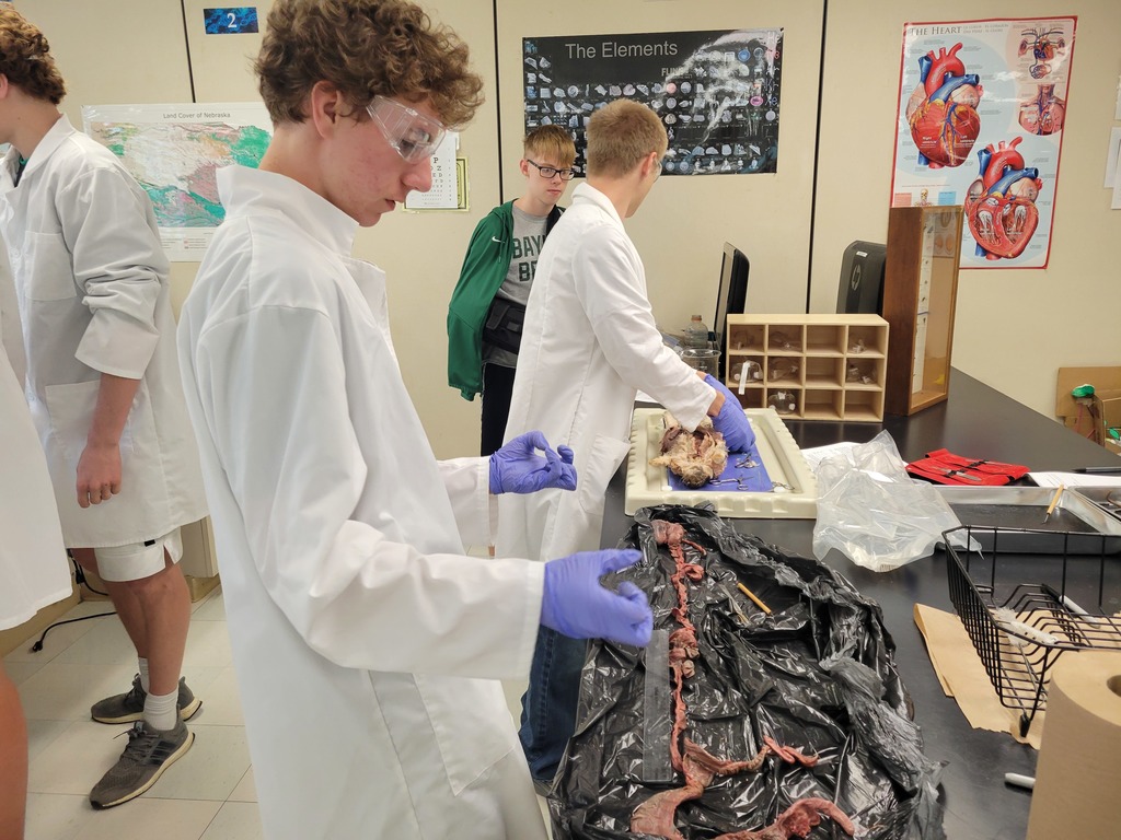 Students dissect a rabbit.