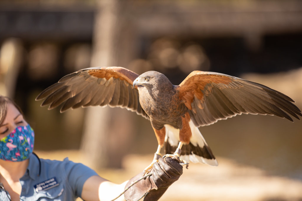 Hawk