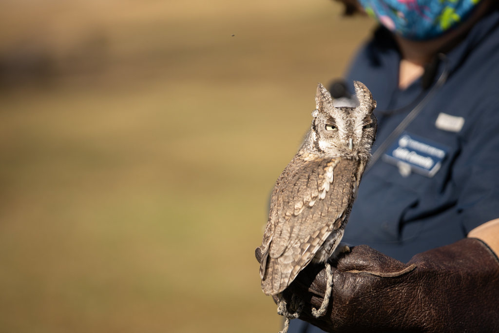 Owl