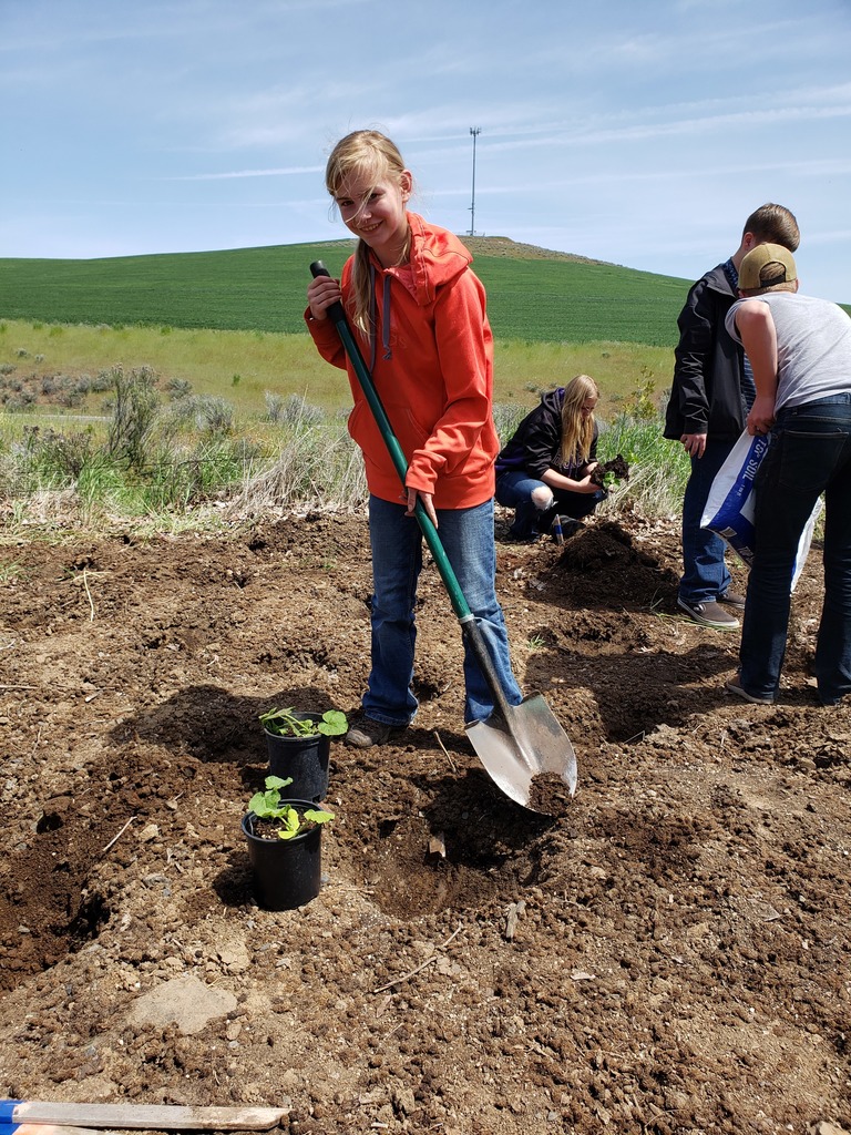 Planting pumpkins 2