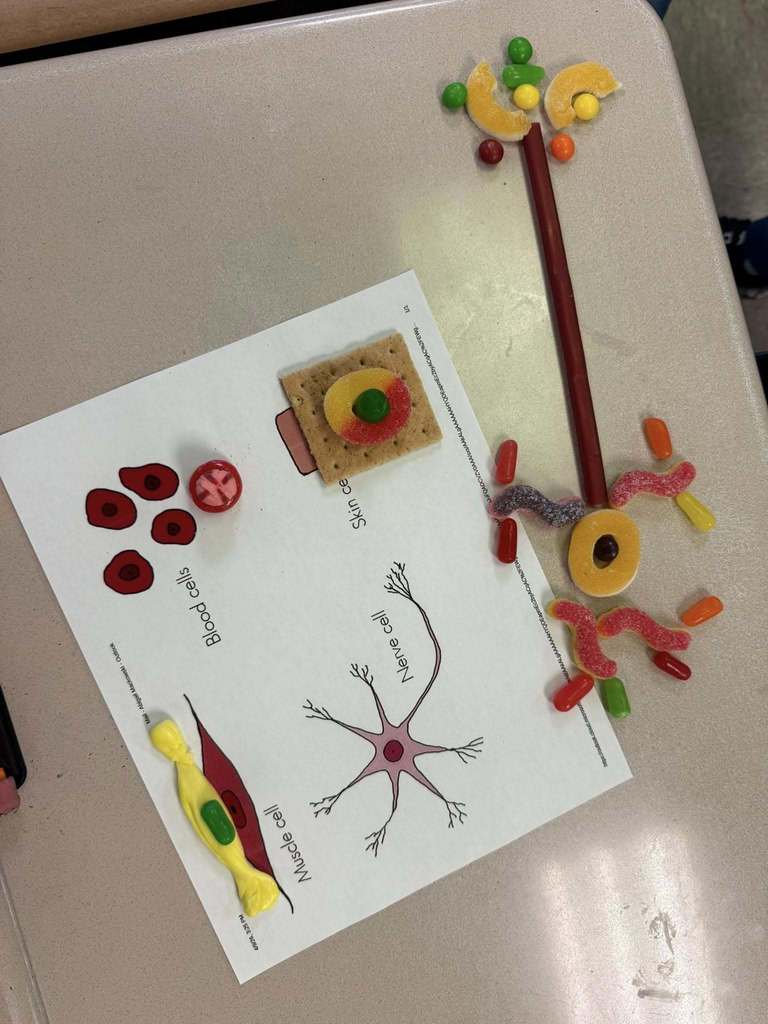 An example of the model that students built.