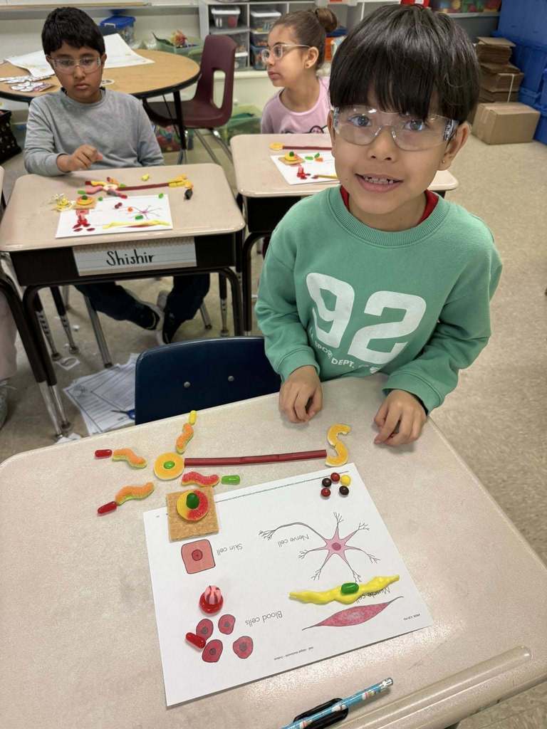 A student learning about the human body using candy.