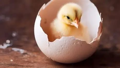 chick hatching from an egg