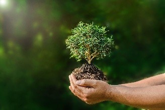Hands holding a bareroot tree
