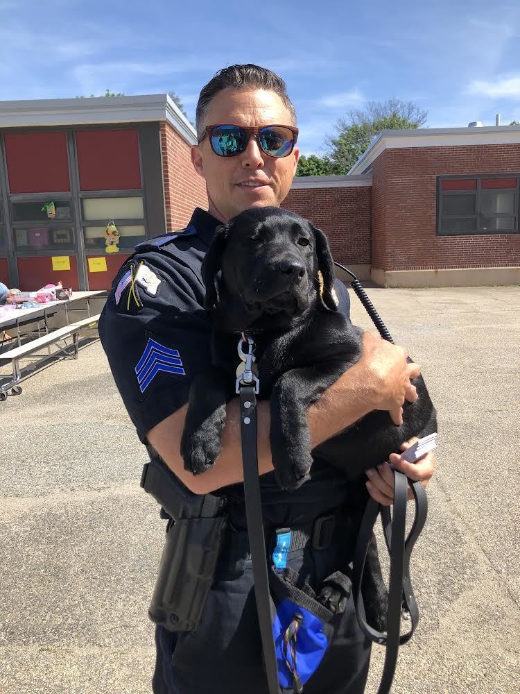 Adult male, black lab puppy