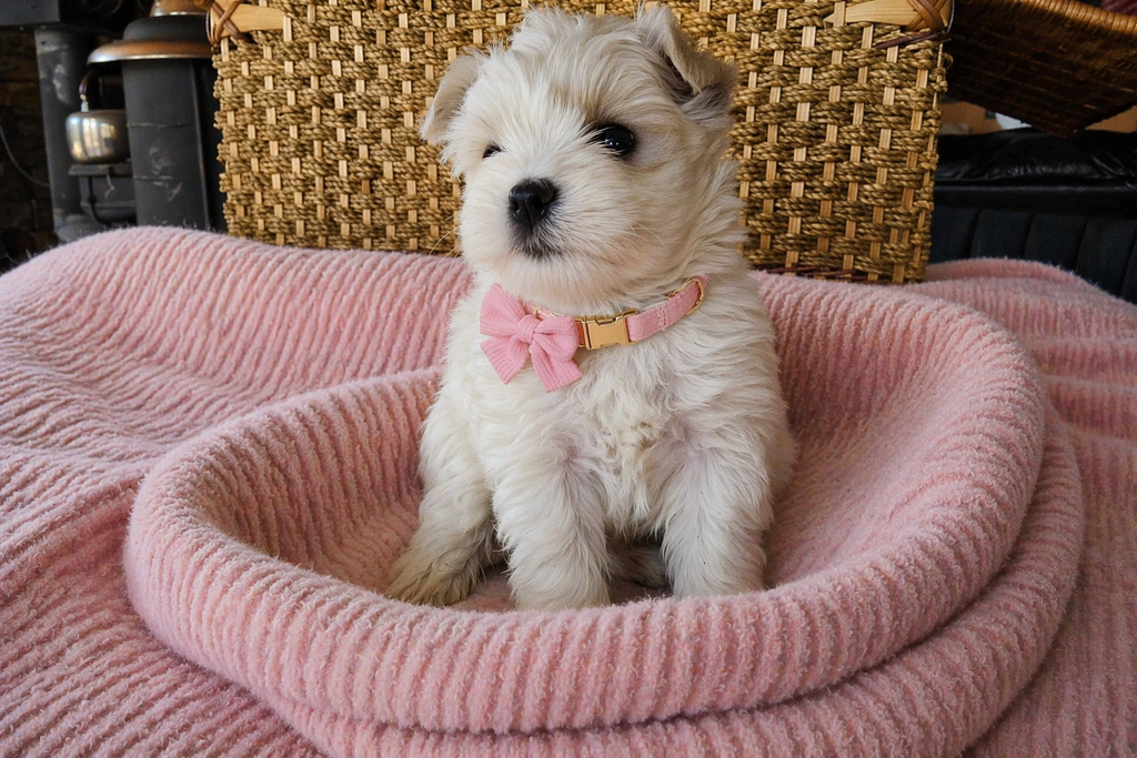 Rainbow Auction puppy