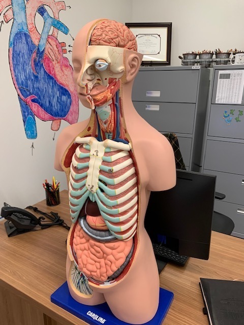 torso model w/ lables