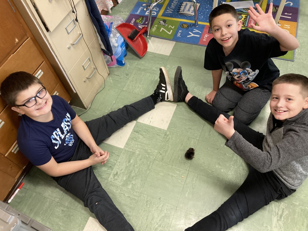 A new baby chick is in the classroom