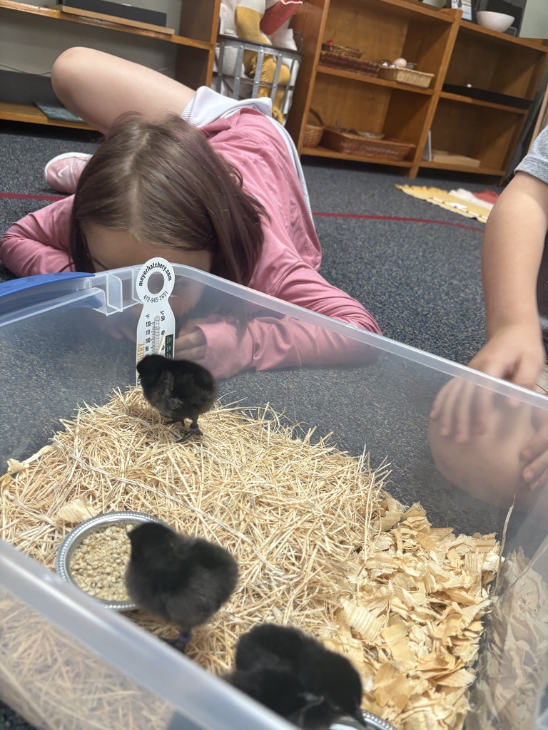 A student sits quietly, leaning in with focused attention as they observe several tiny baby chicks nestled in a hay-filled plastic container. The chicks are small and fluffy, moving gently through the straw, while the student watches with calm curiosity and care.