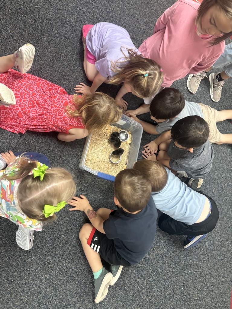 Several students gather closely, watching a group of small, fluffy baby chicks in a shallow plastic container filled with hay. The chicks—Ayam Cemani Indonesian chicks—are dark in color and move gently through the straw as the students observe them with quiet curiosity.