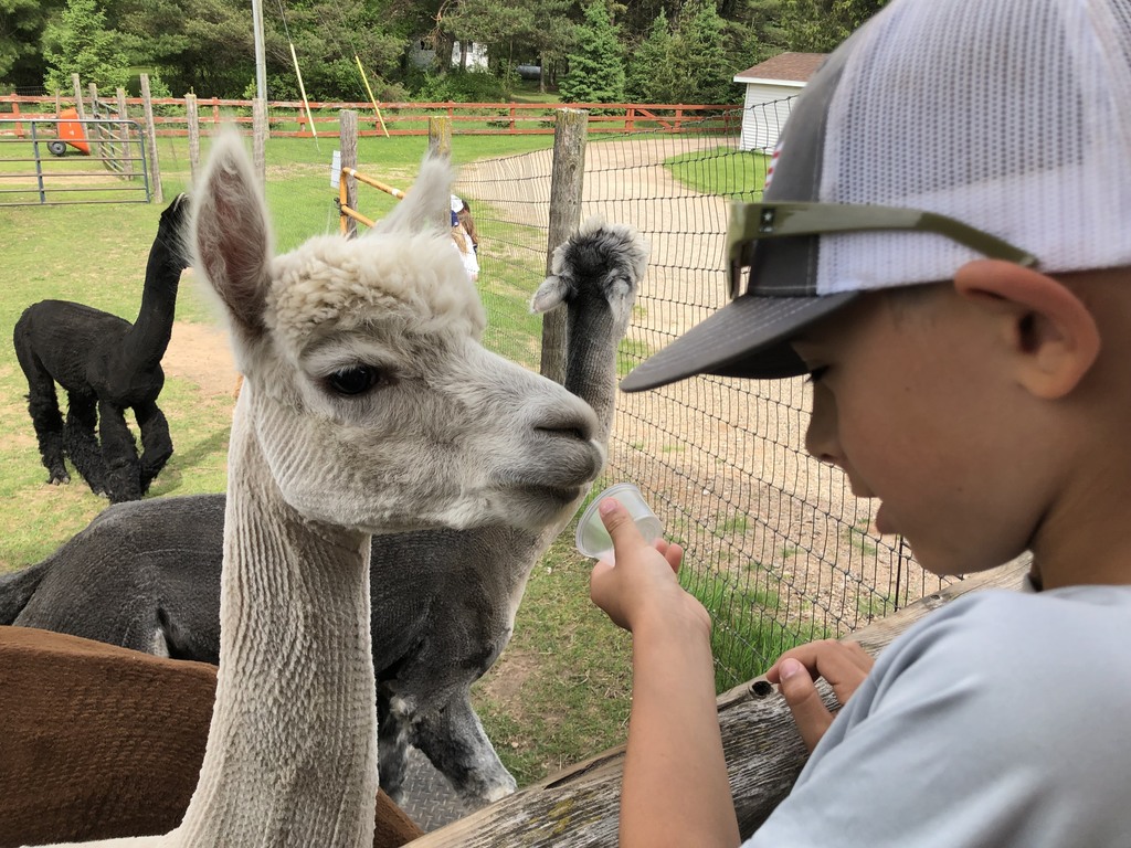 Florence 1st Grade at Alpaca Farm