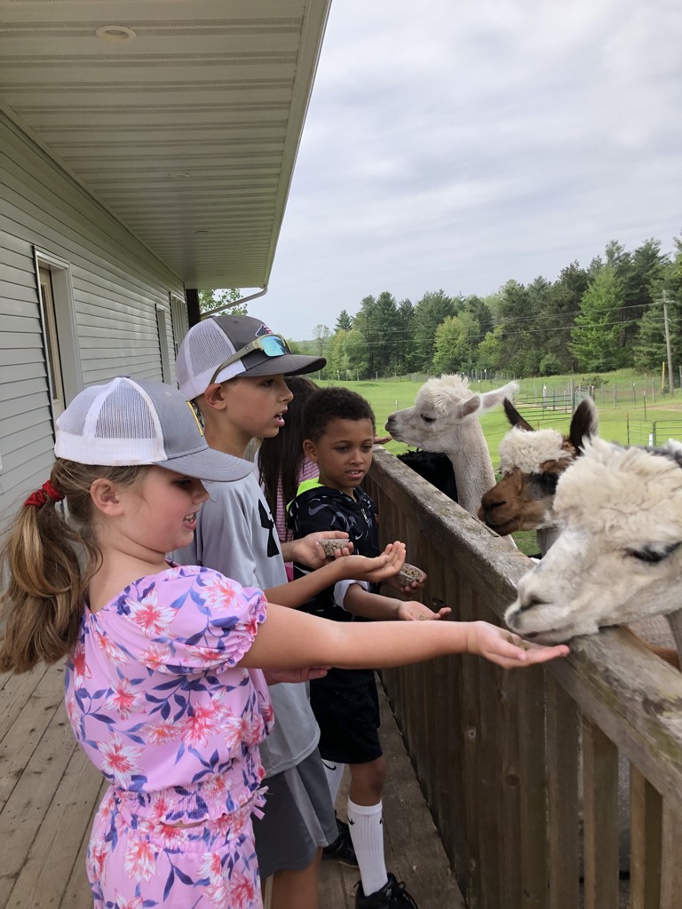 Florence 1st Grade at Alpaca Farm