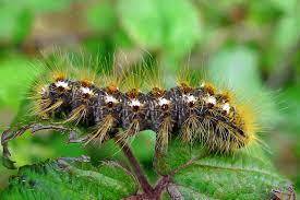 Brown Tail Moth