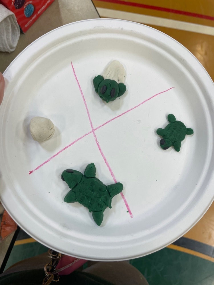 sea turtle life cycle