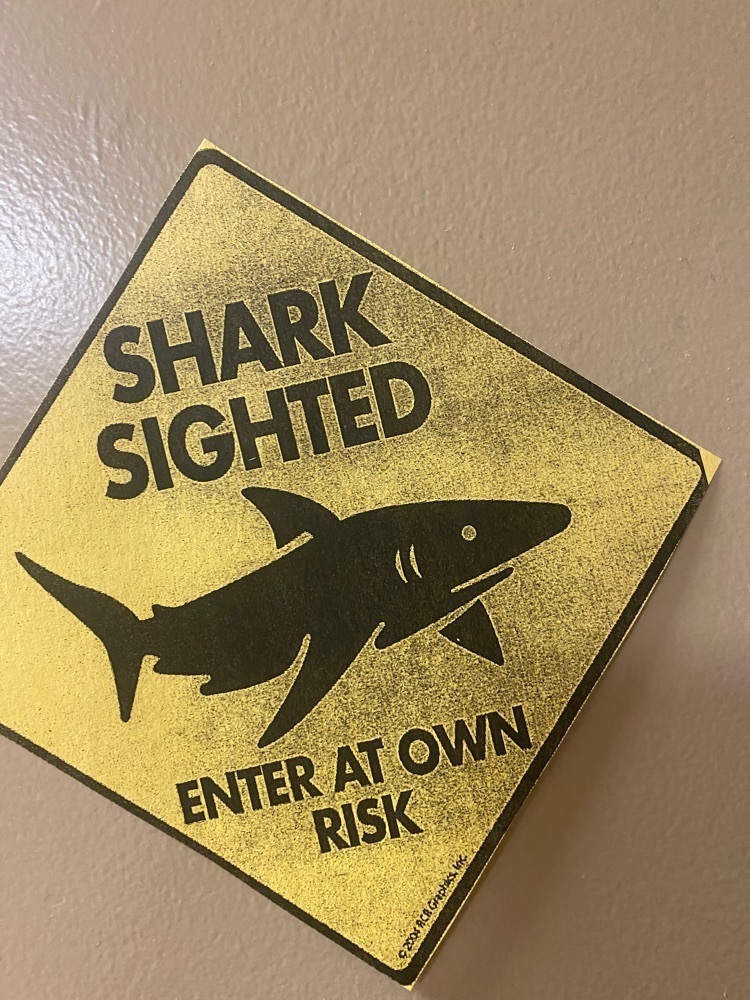 shark sighting