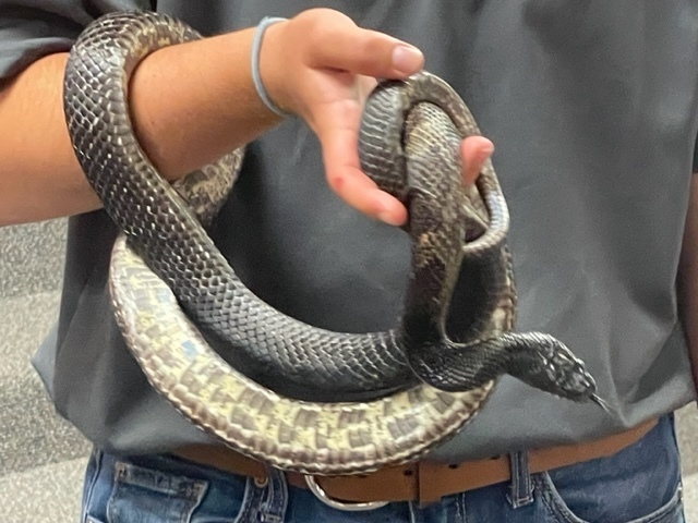 Close-up of a snake.