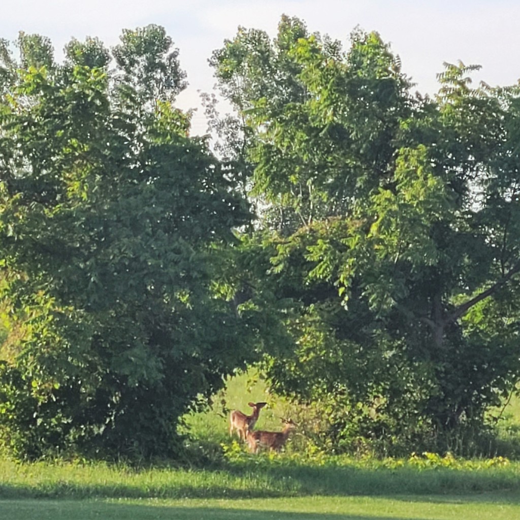 deer in trees