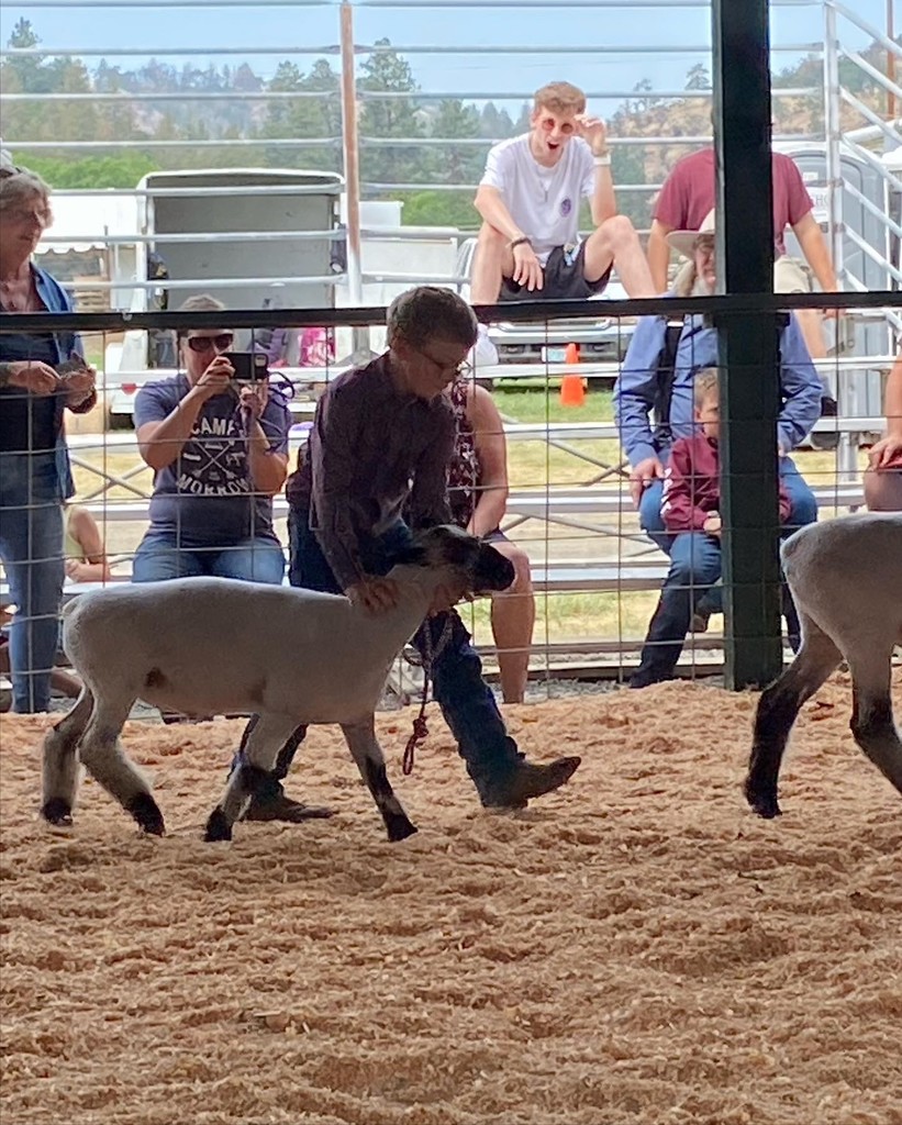Hudson in the show ring.