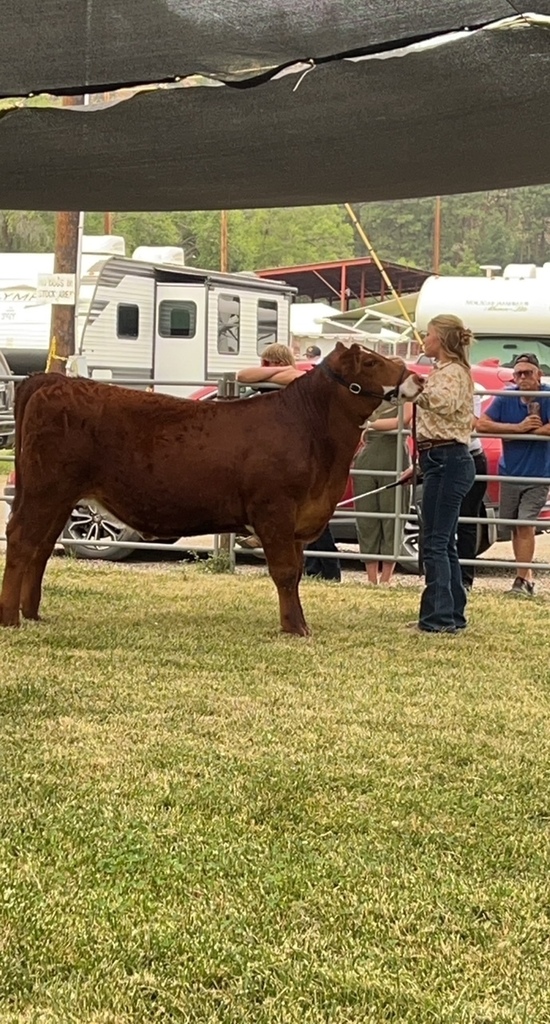 Ainslee and her steer