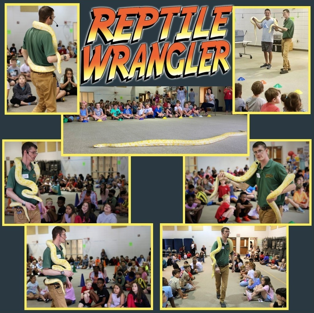 reptile bear bash