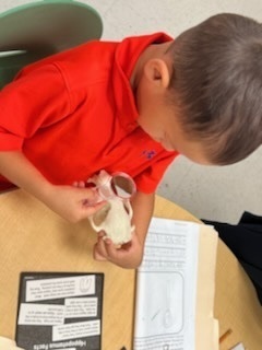 Identifying Animals