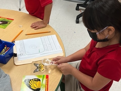 Identifying Animals