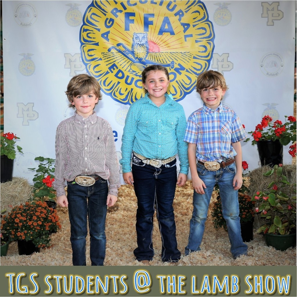 lamb show tgs