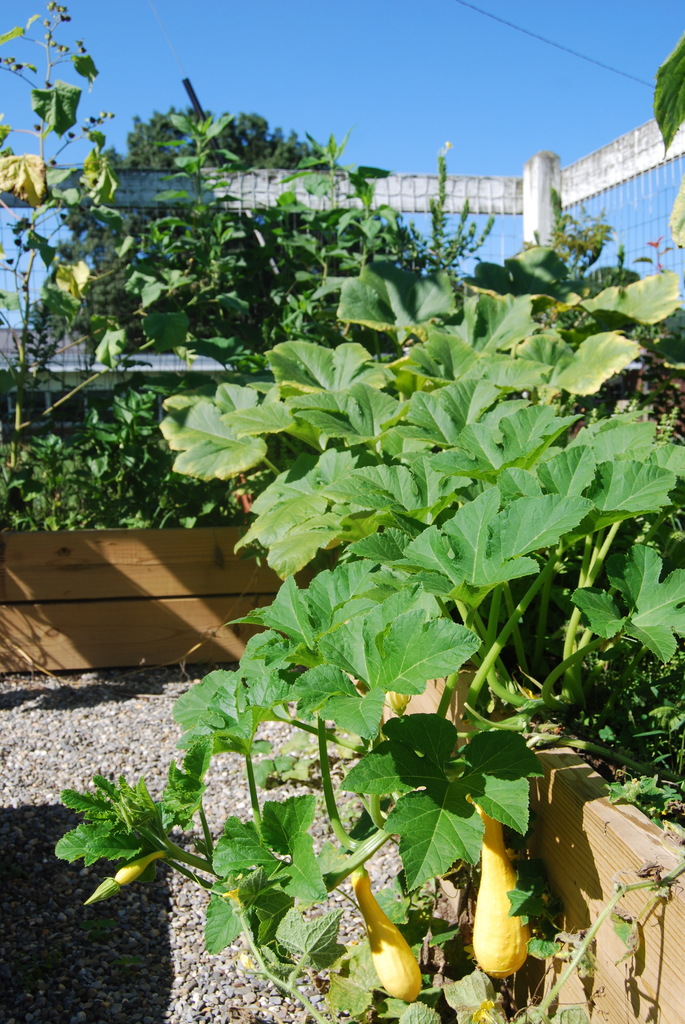 Greenhouse Squash 