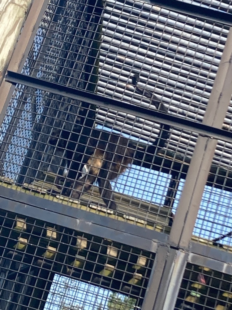 Spider Monkey - Previous owner removed all teeth to prevent biting 😢 Now they steam his food!