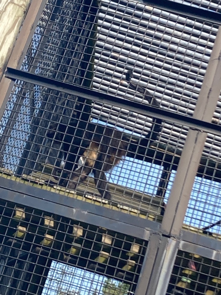 Spider Monkey - Previous owner removed all teeth to prevent biting 😢 Now they steam his food! 