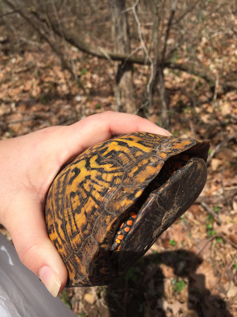 We found a turtle on our hike