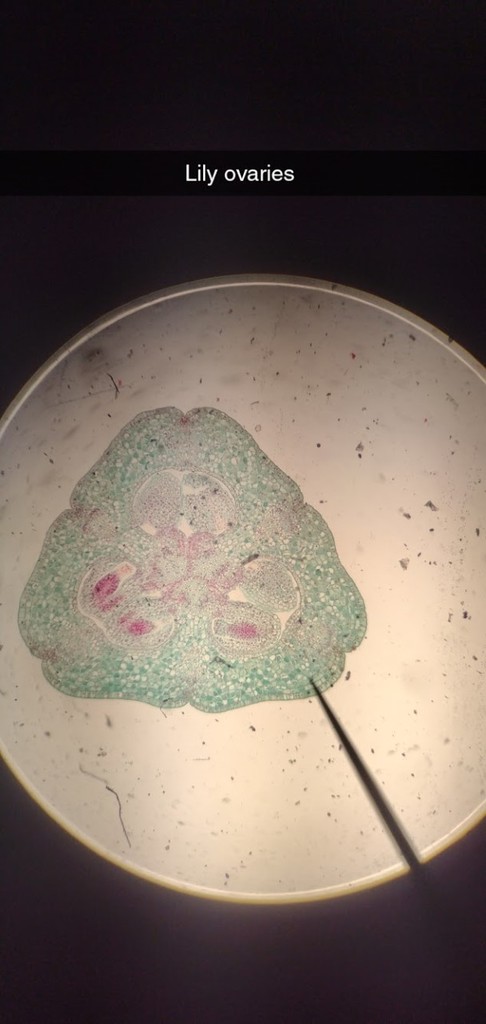microscope 