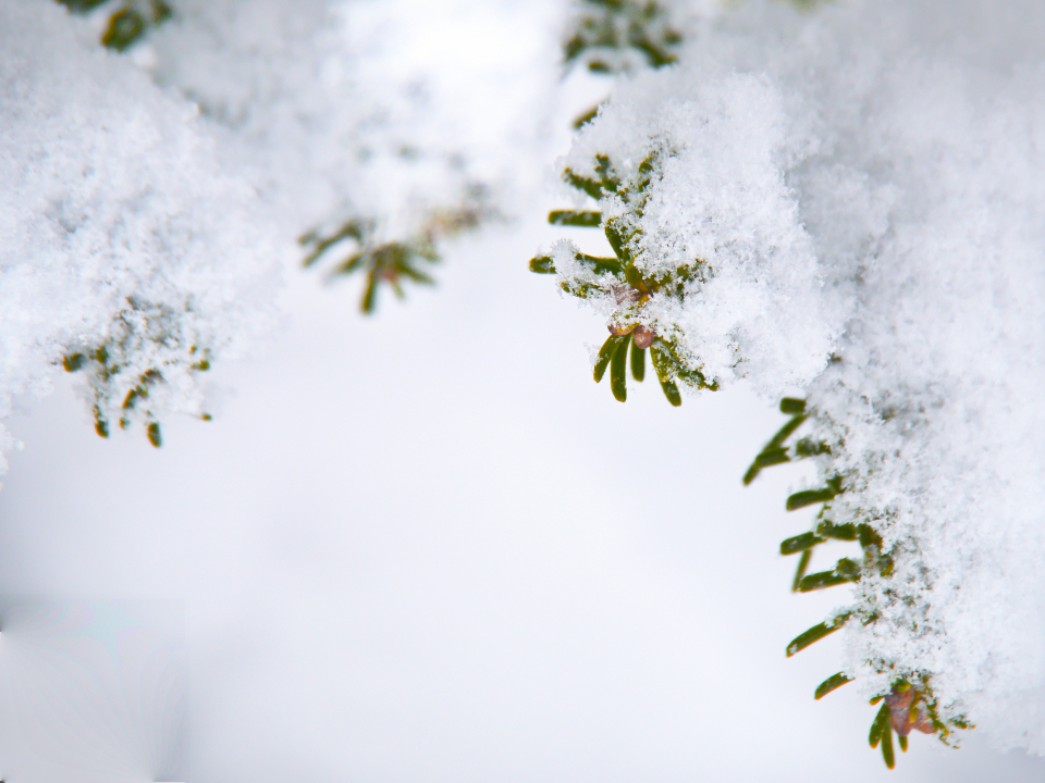 Pine tree with snow