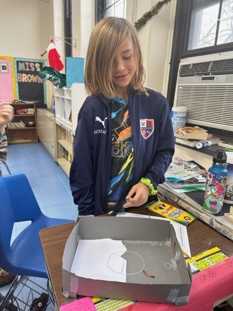 fourth grade boy standing near mealworm investigation box
