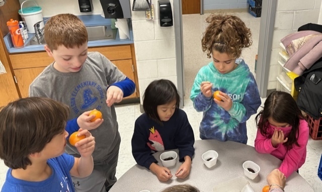 second grade students making orange and clove air fresheners