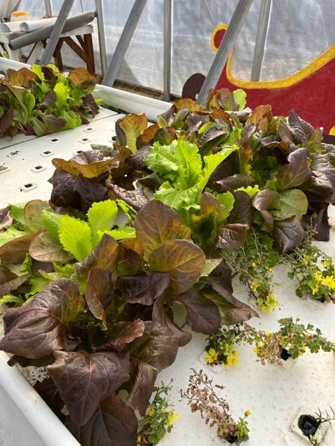 lettuce