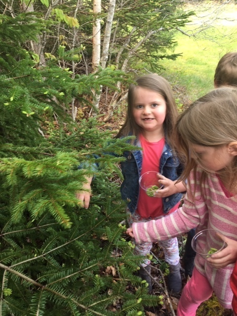 1st graders studying trees