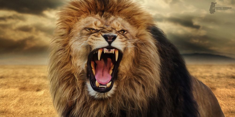 Lion Roaring