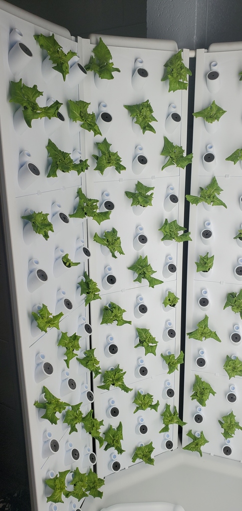 hydroponics