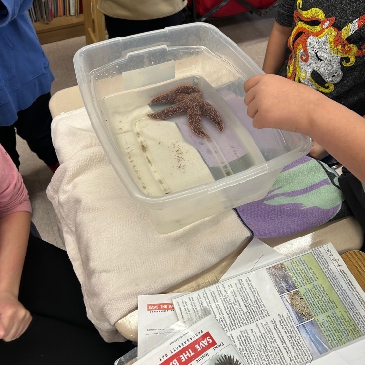 students observe sea stars