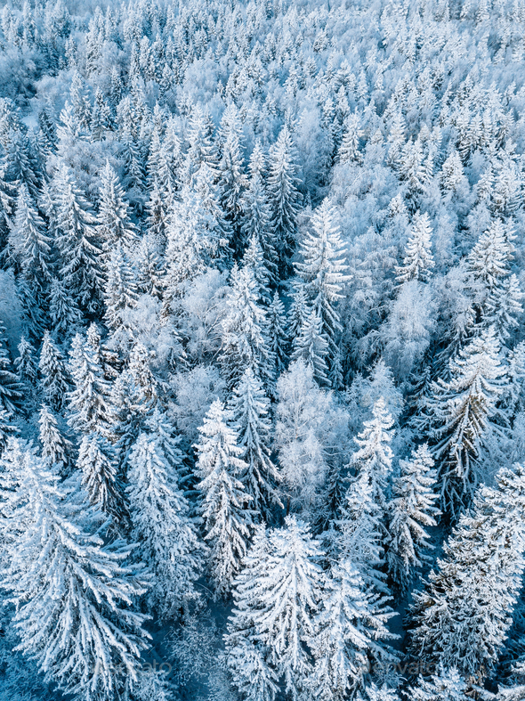 Winter trees