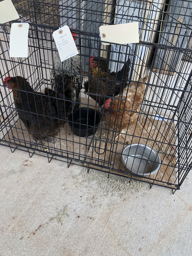 Chickens at the fair.