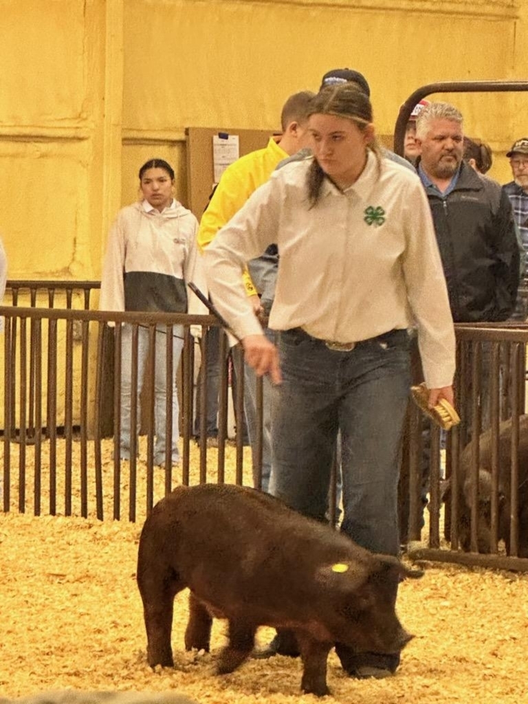 23 hog show 7