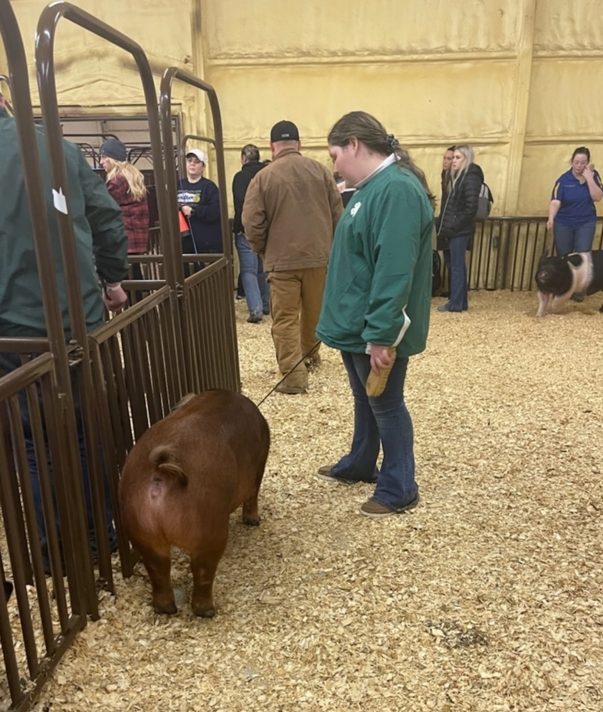 23 Hog show 5