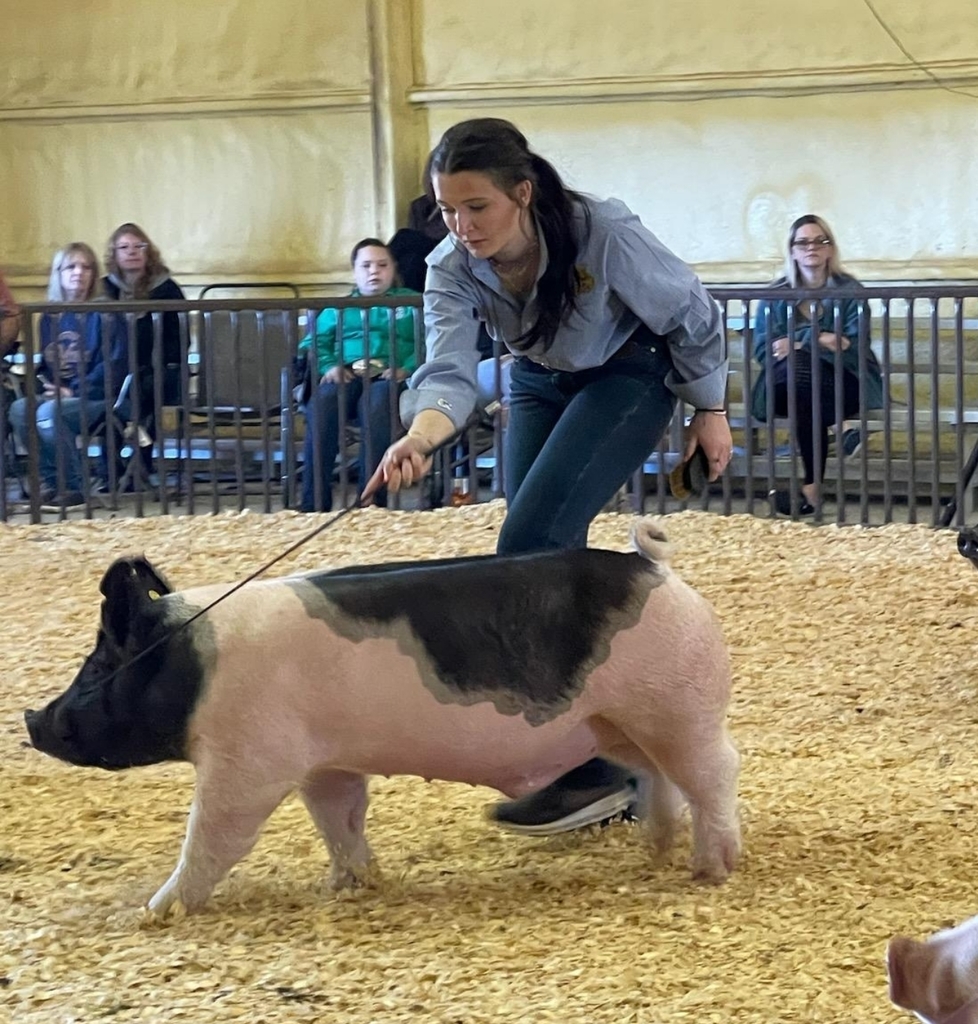 23 hog show 8