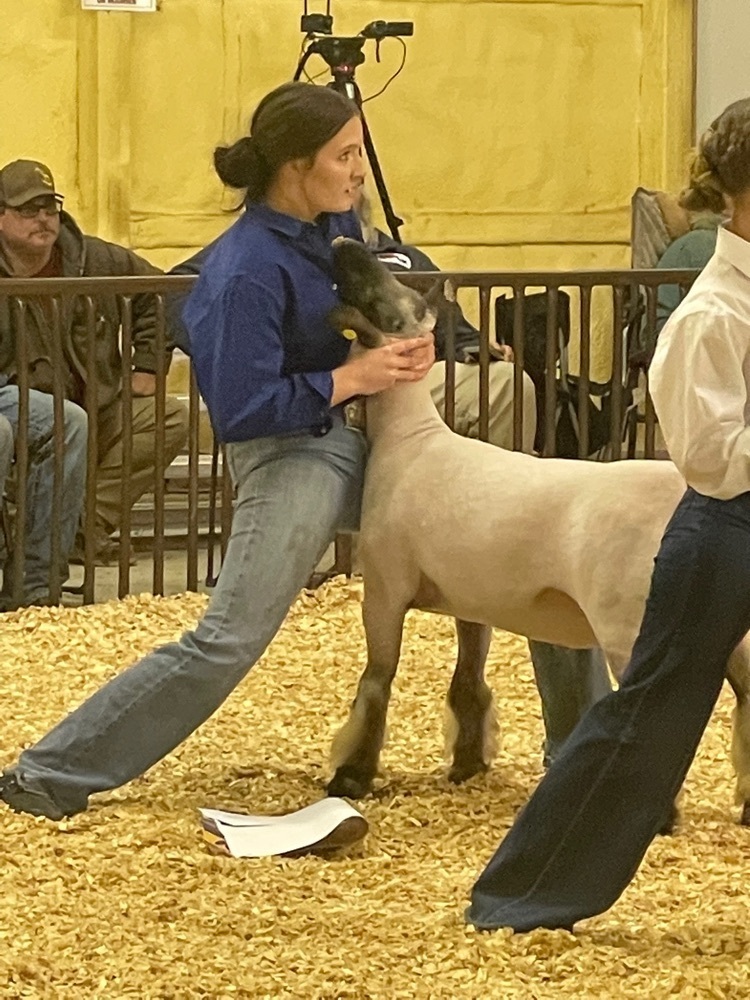 livestock