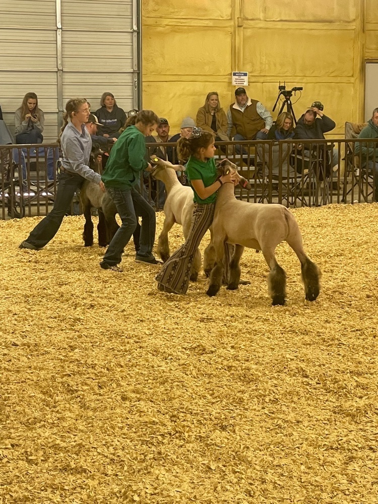 sheep