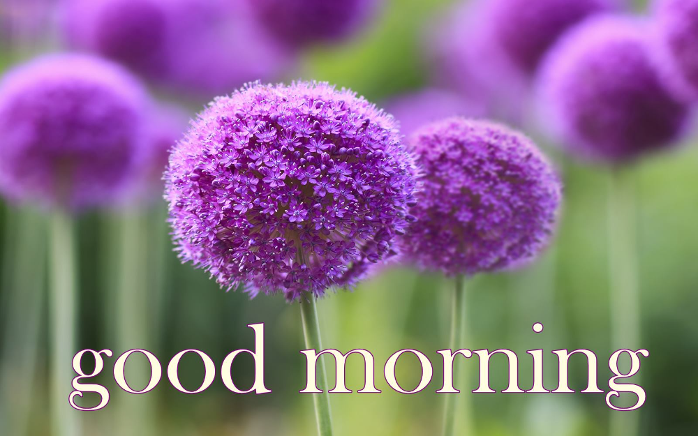 Good Morning